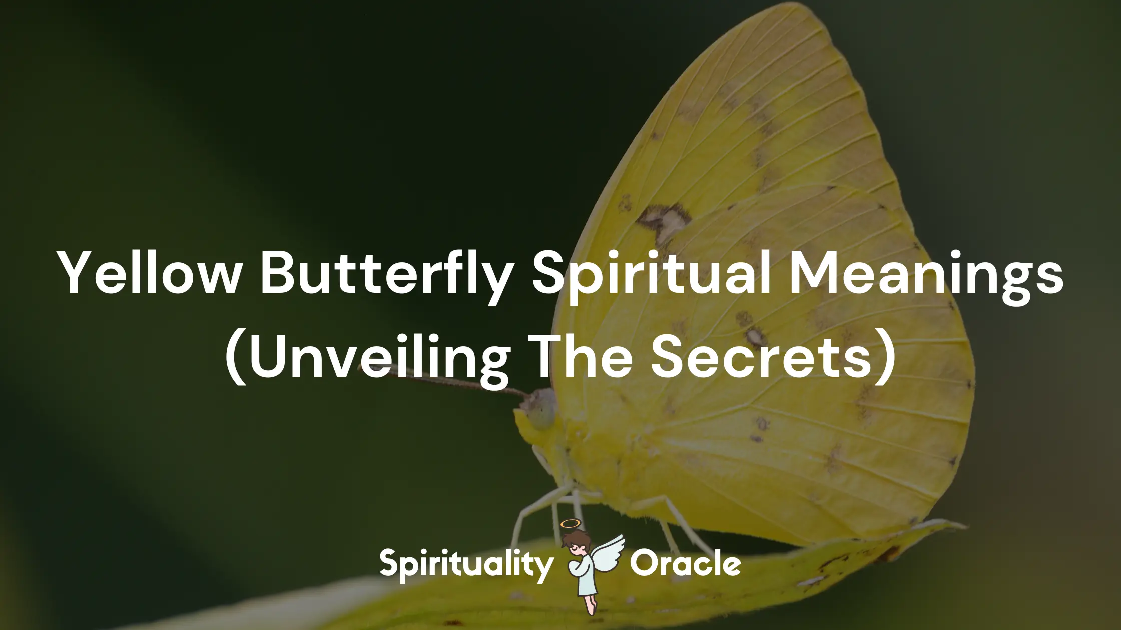 Yellow Butterfly Spiritual Meanings (Unveiling The Secrets)