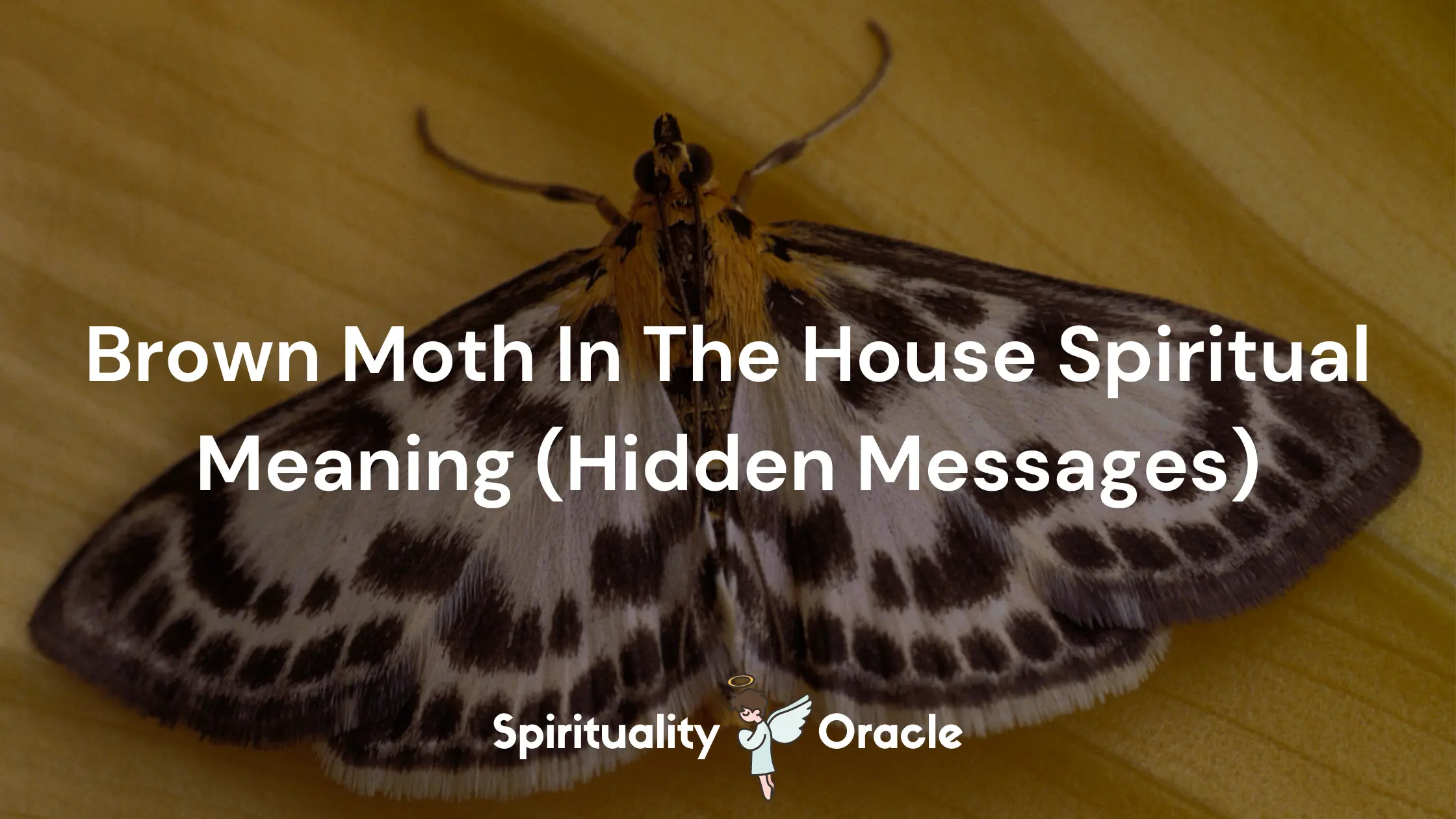Brown Moth In The House Spiritual Meaning