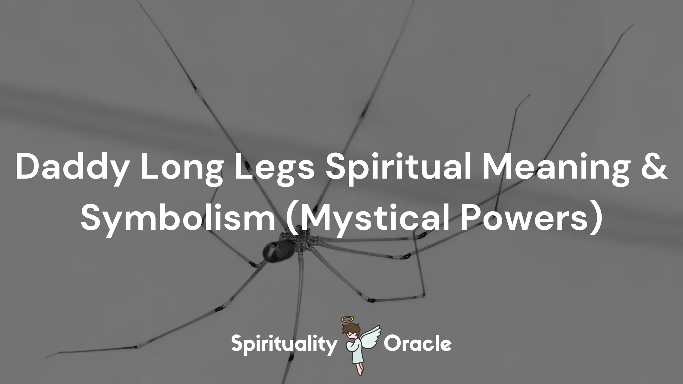 Daddy Long Legs Spiritual Meaning & Symbolism