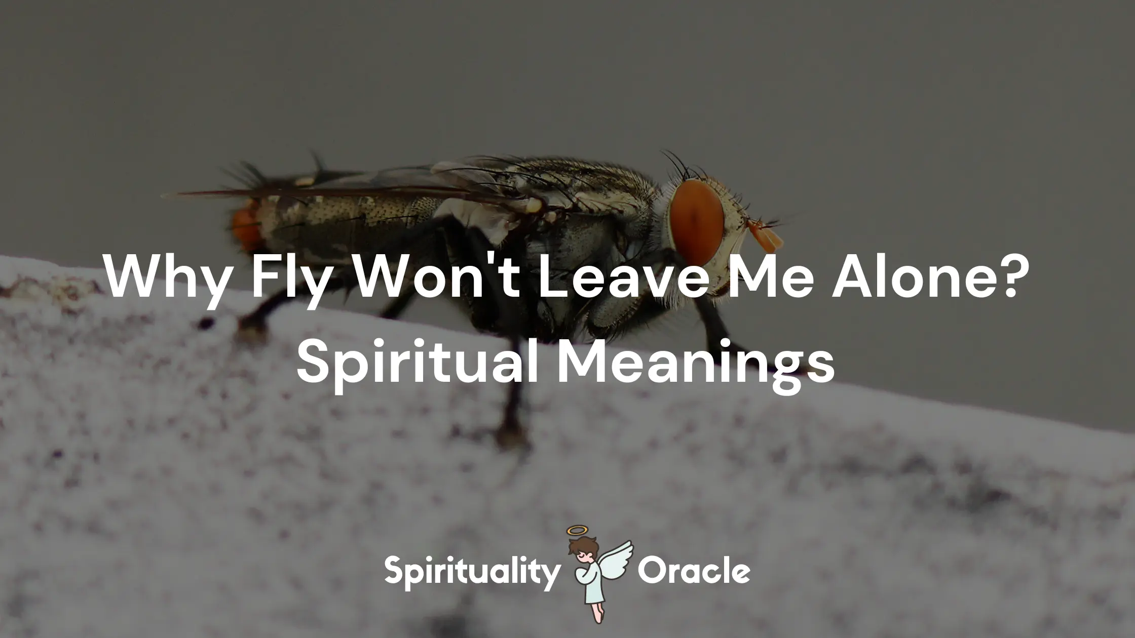 Why Fly Won't Leave Me Alone? Spiritual Meanings